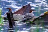 CommonMerganserBarnabySlough061521.jpg