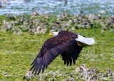 BaldEagleSeabeck061021_4.jpg