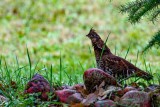 RuffedGrouse092721.jpg