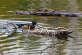 WoodDuck041322.jpg