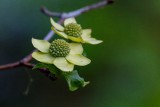 Dogwood042722_4.jpg