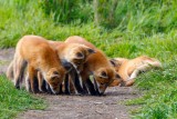 FoxKits051722_3.jpg