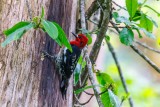 RedBelliedSapsucker052822.jpg