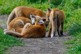 FoxKits051722_21.jpg