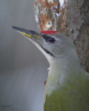 Grey-head Woodpecker-WILD LATVIA