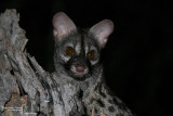 Genet