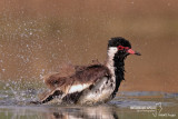 Red-wattled lapwing