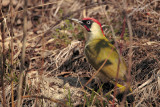 Green Woodpecker-SKUA'S HEADQUARTERS