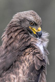 BlackKite-LA PARRILLA