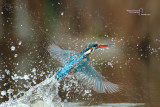 Kingfisher-SAN GENUARIO