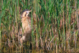 Bittern