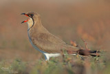 Collared Pratincole