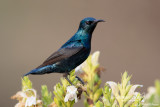 Sunbird