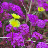  Sand Verbena with some Yellow Saucer friends 