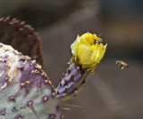 Desert Bees 