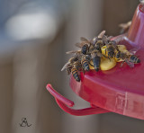 Hungry bees 