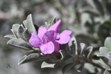 Texas Sage Flower