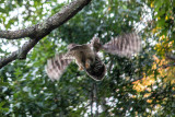 Owls