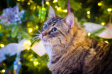 N&B_Christmas_2020-20.JPG