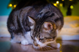 N&B_Christmas_2020-21.JPG