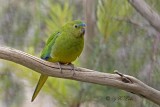 Orange-bellied Parrot (Neophema chrysogaster)