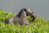 Smooth-coated Otter (Lutrogale perspicillata)