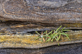 Ocotber 2 Rocks near Pemaquid Light house  Little bit of green A6a2625 edit x2 -.jpg