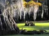The Swamp, Caddo Lake State Park.