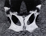  Pelvic bone of cow 