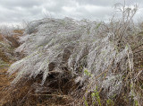 Ice on a bush