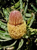 Menzies Banksia, Australian Garden, Cranbourne, Victoria 