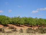 Almond orchard near Robinvale