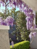 Wisteria on our verandah at home