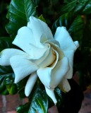 Garden Glory