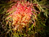 Garden Glory