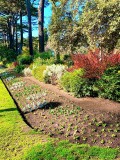 Fitzroy Gardens, Melbourne