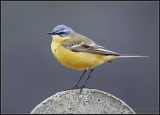 Yellow Wagtail / Gele Kwikstaart