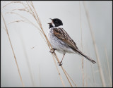 Reed Bunting / Rietgors