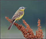 Yellow Wagtail / Gele Kwikstaart