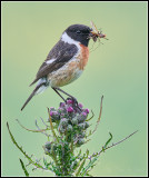 Stonechat / Roodborsttapuit