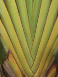Palms texture IMG_3838.jpg