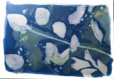 wet cyanotype with tumeric and vinegar_XE36303.jpg