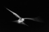 Arctic Tern 2