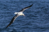 Southern Royal Albatros