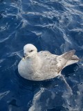 Fulmar boral, Mer de Baffin