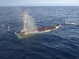 Cachalot macrocphale, Mer de Baffin