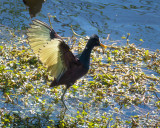 Northern Jacana