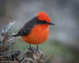 arizona_birds