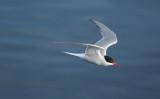 Noordse stern - Arctic tern