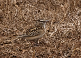 Bushveld Pipit_Manyoni Reserve